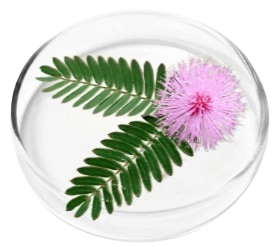 Mimosa Pudica
