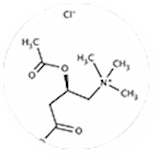 N-Acetyl L-Carnitine