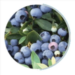 Bilberry Extract
