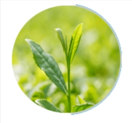 Green Tea Extract