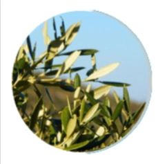 Olive Leaf
