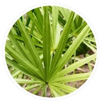 Saw Palmetto Extract