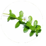 Bacopa Monnieri Extract
