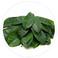 Soursoup Leaf Extract