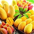 African Mango Fruit Extract