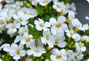 Bacopa Monnieri Extract