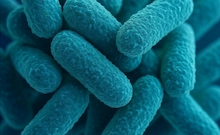 Bifidobacterium Lactis