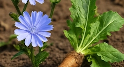 Chicory Root