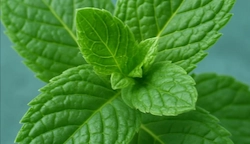 Organic Mint Leaf