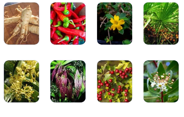 Protoflow-Ingrediants